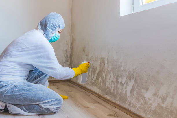 Licensed Black Mold Remediation service in Alexandria, VA - Car Mold Remediation
