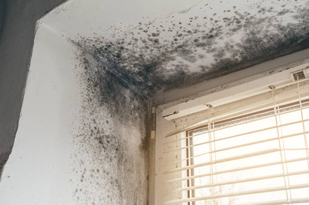 Affordable Black Mold Remediation solutions in Alexandria, VA
