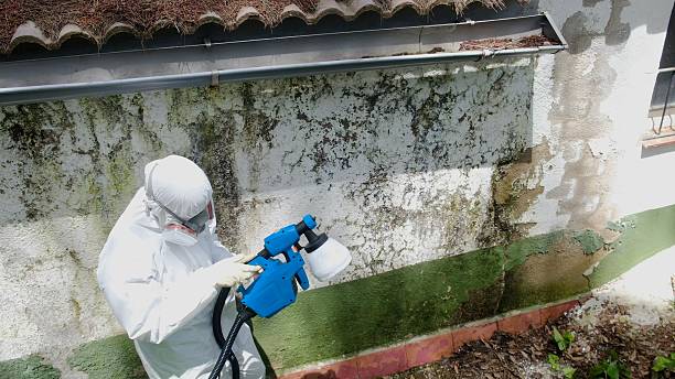 Top rated local Black Mold Remediation specialists in Alexandria, VA